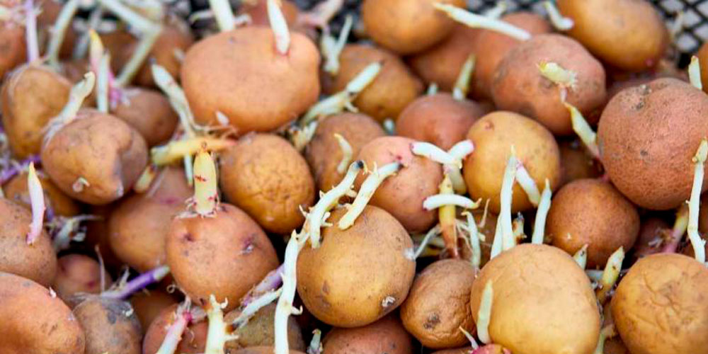 patates-germees-2025