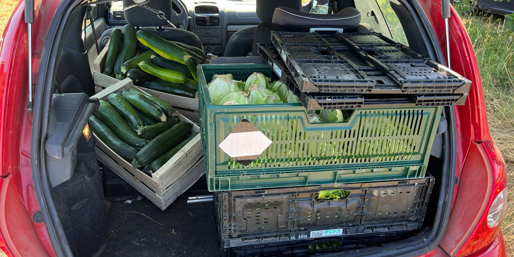Glanage_salade_courgettes photo d'un coffre de voiture qui montre la récolte de salade et courgettes glanées