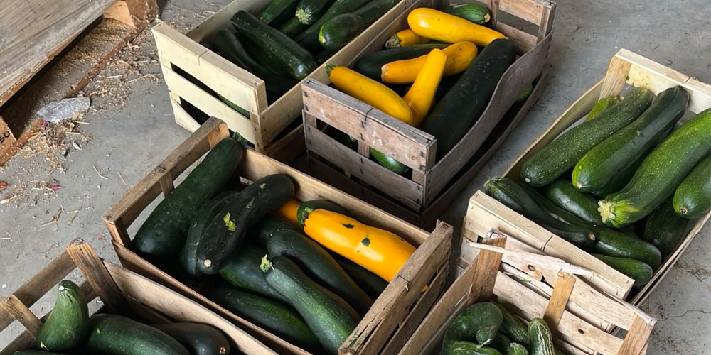 recuperation_courgettes photographie de cagettes de courgettes déclassées