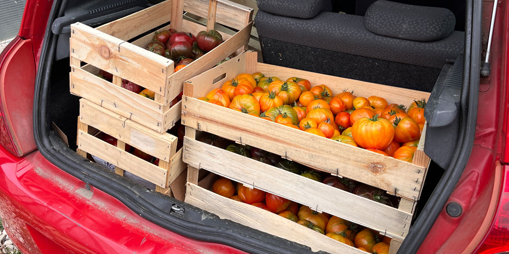GlanageTomates_Presles photographie de tomates glanées dans des serres agricoles