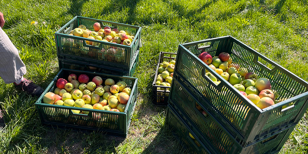 Glanage_Pommes_st_verand photographie de pommes dans des caisses de récolte