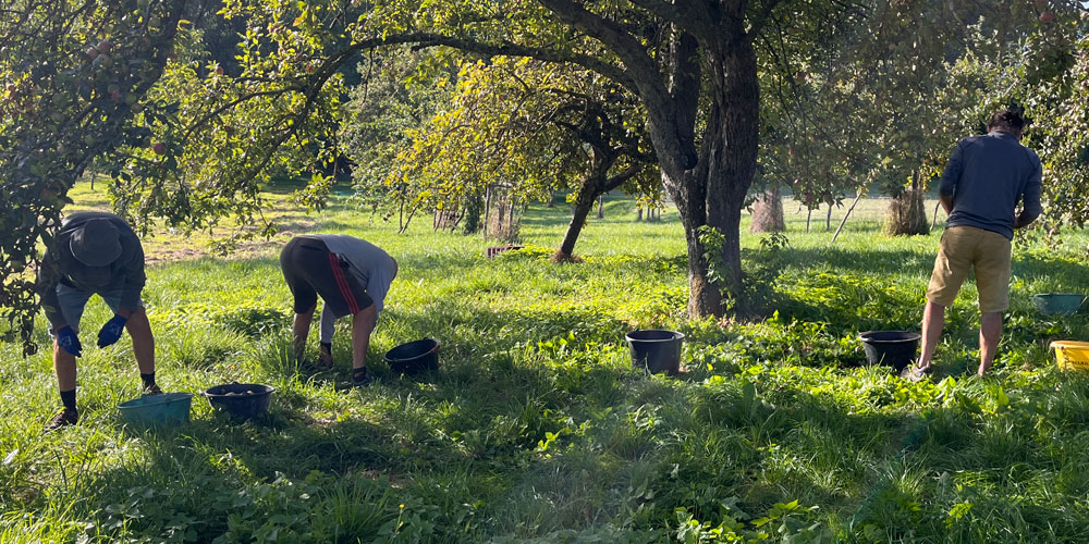 RecoltePommes_Bessin photographie de glaneurs qui récoltent des pommes