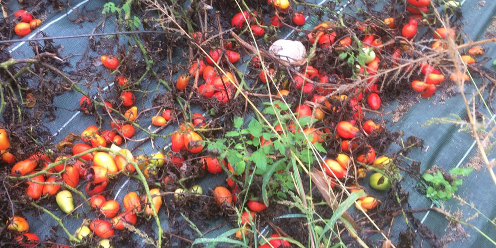 Tomates_a_glaner photographie de tomates plein champ rouge et jaunes<br />