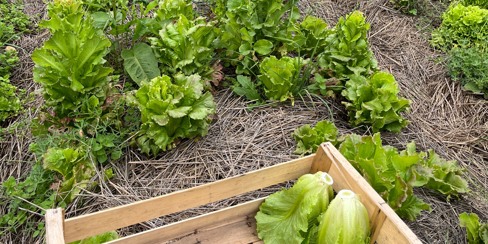 photographie glanage et cueillette de salades