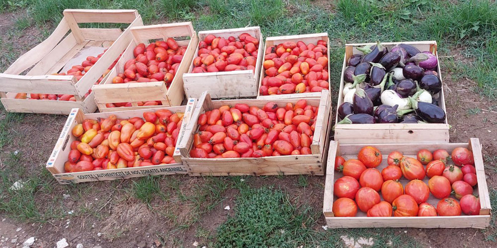 photographie_glanage-tomates photographie de tomates et aubergines glanées et ramassées dans des cagettes
