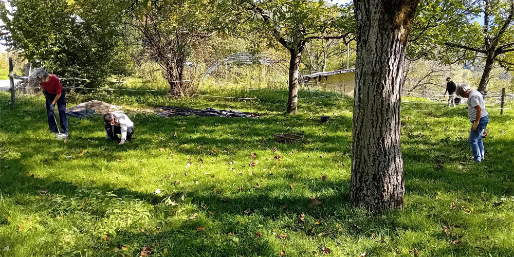 photographie_glanage_noix photographie d'une filière de pressage de pomme pour obtenir du jus