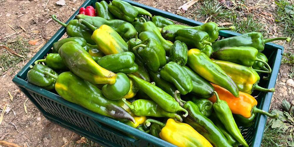 photographie_glanage_poivrons photographie d'une filière de pressage de pomme pour obtenir du jus