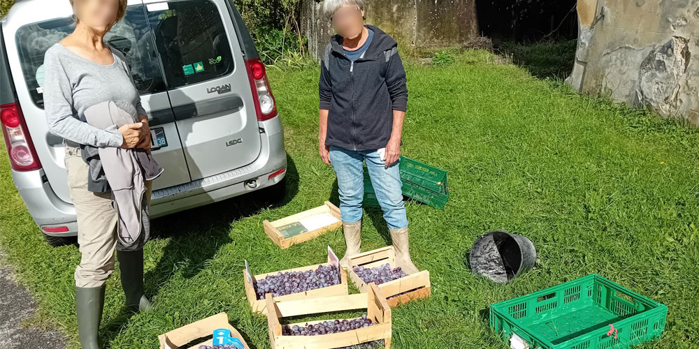 photographie_glanage_prune photographie d'une filière de pressage de pomme pour obtenir du jus