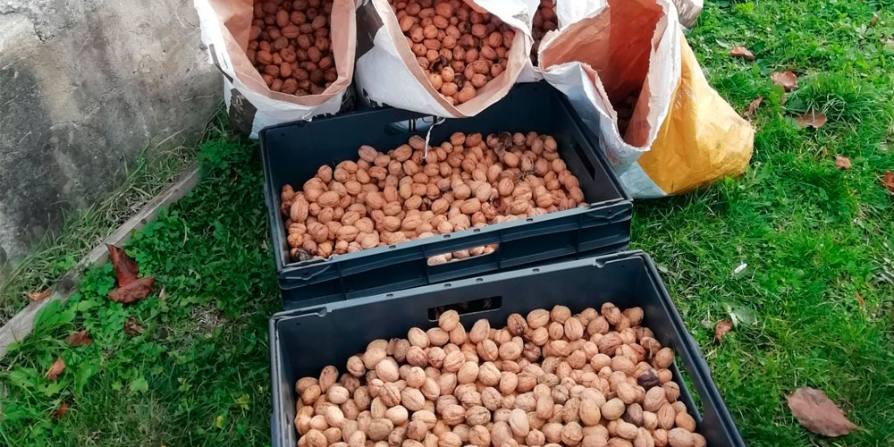 photographie d'une filière de pressage de pomme pour obtenir du jus